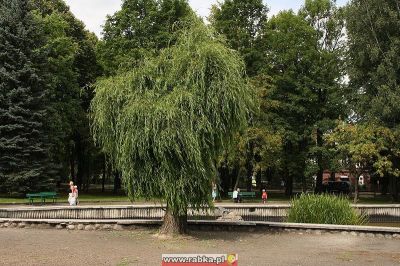 Kliknij aby obejrzeć w pełnym rozmiarze