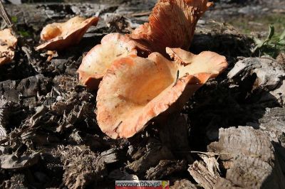 Kliknij aby obejrzeć w pełnym rozmiarze