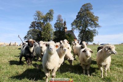 Kliknij aby obejrzeć w pełnym rozmiarze