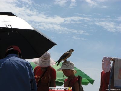 Kliknij aby obejrzeć w pełnym rozmiarze