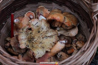 Kliknij aby obejrzeć w pełnym rozmiarze