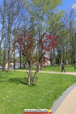 Kliknij aby obejrzeć w pełnym rozmiarze